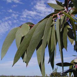 Eucalyptus des Neiges